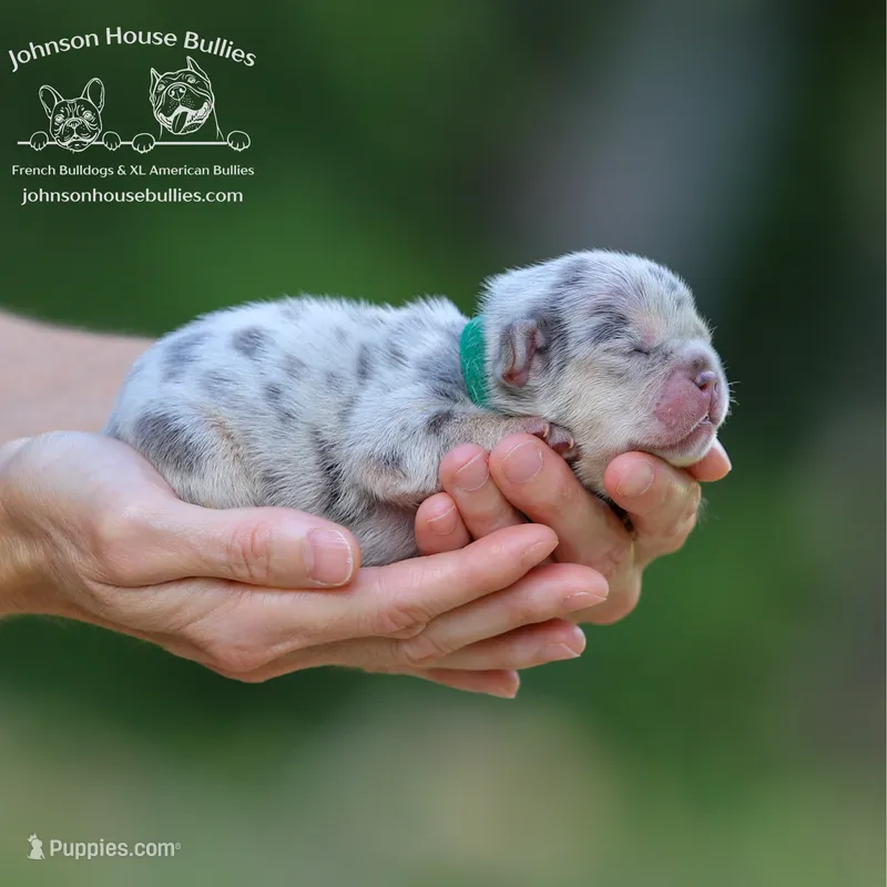 Mr. Ned - Lilac and Tan Merle Health Clear – French Bulldog puppy for sale in Jackson, TN