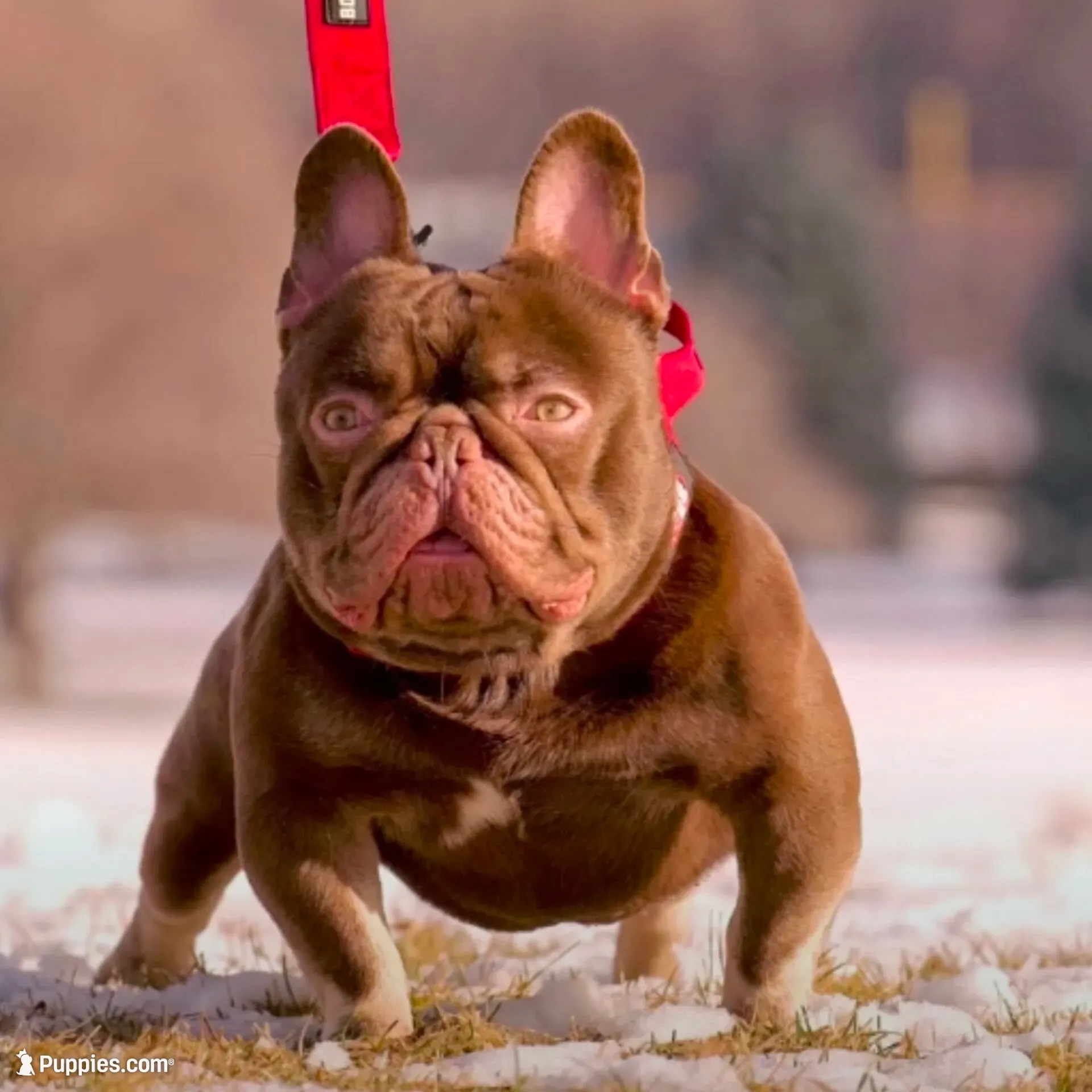 Jerry Newshade Rojo & Tan / Fluffy Carrier FINANCING AVAILABLE, a male French Bulldog for sale in Jackson, TN – 4 of 4