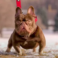 Jerry Newshade Rojo & Tan Health Clear, a male French Bulldog for sale in Jackson, TN – 3 of 3