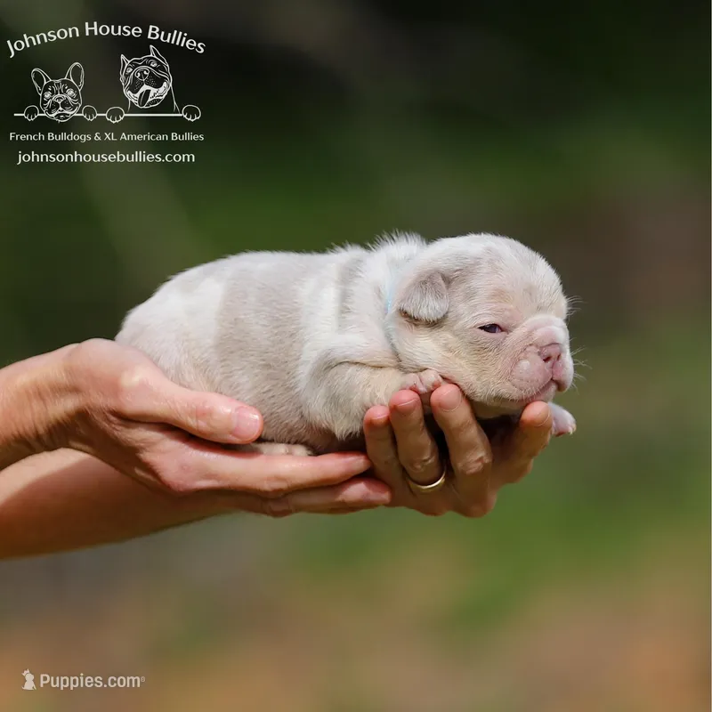 Mr. Wahoo - Newshade Isabella & Tan Merle - Health Clear – French Bulldog puppy for sale in Jackson, TN