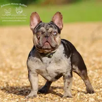 Ms. Marge - Lilac and Tan Merle Health Clear, a female French Bulldog for sale in Jackson, TN – 3 of 3