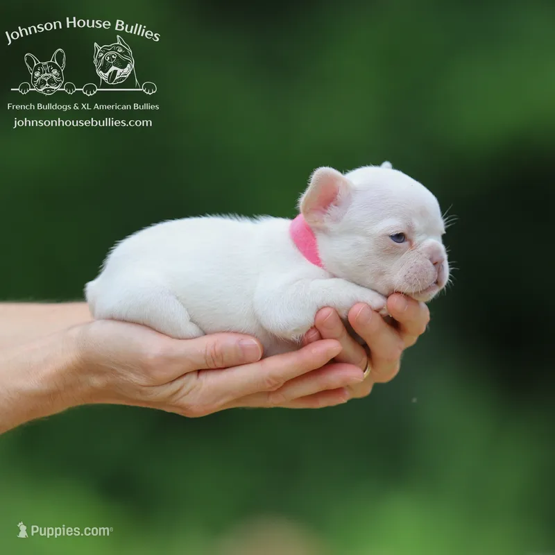 Maggie - Platinum Merle - Heath Clear – French Bulldog puppy for sale in Jackson, TN