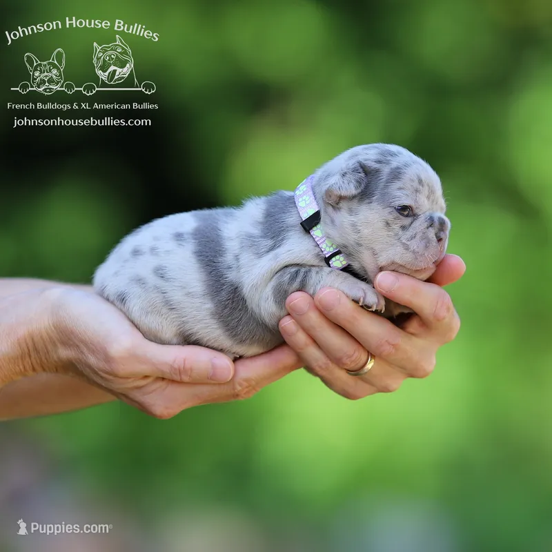 Ms. Butterfly - Lilac and Tan Merle - Health Clear – French Bulldog puppy for sale in Jackson, TN