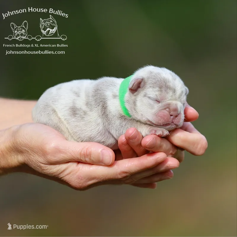 Leonard - Newshade Isabella & Tan – French Bulldog puppy for sale in Jackson, TN