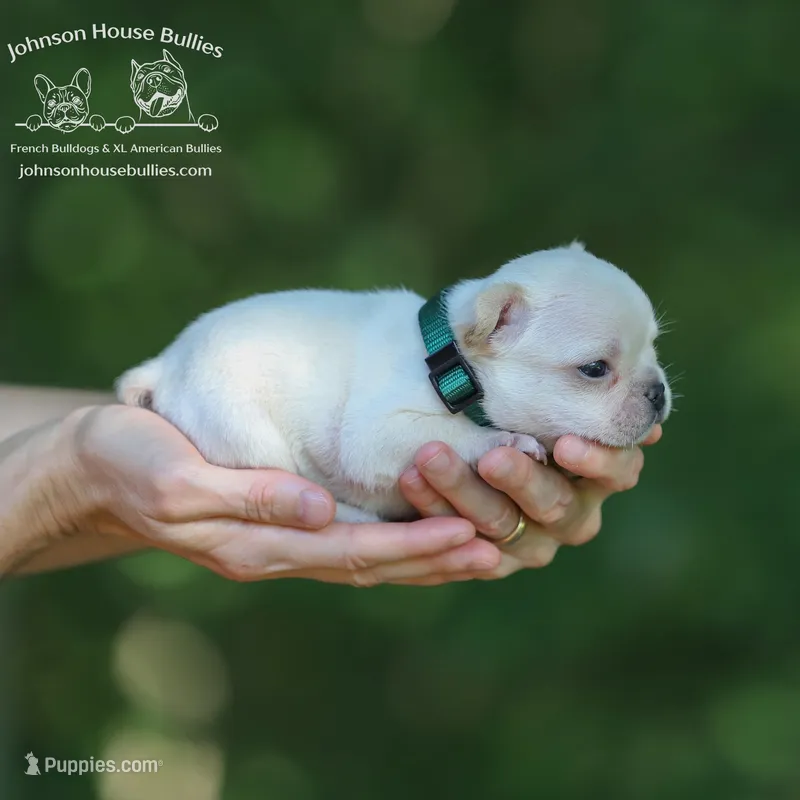 Cream w/ fluffy Health Clr, a male French Bulldog for sale in Jackson, TN – Photo 1 of 4
