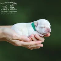 Cream w/ fluffy Health Clr, a male French Bulldog for sale in Jackson, TN – Photo 2 of 4