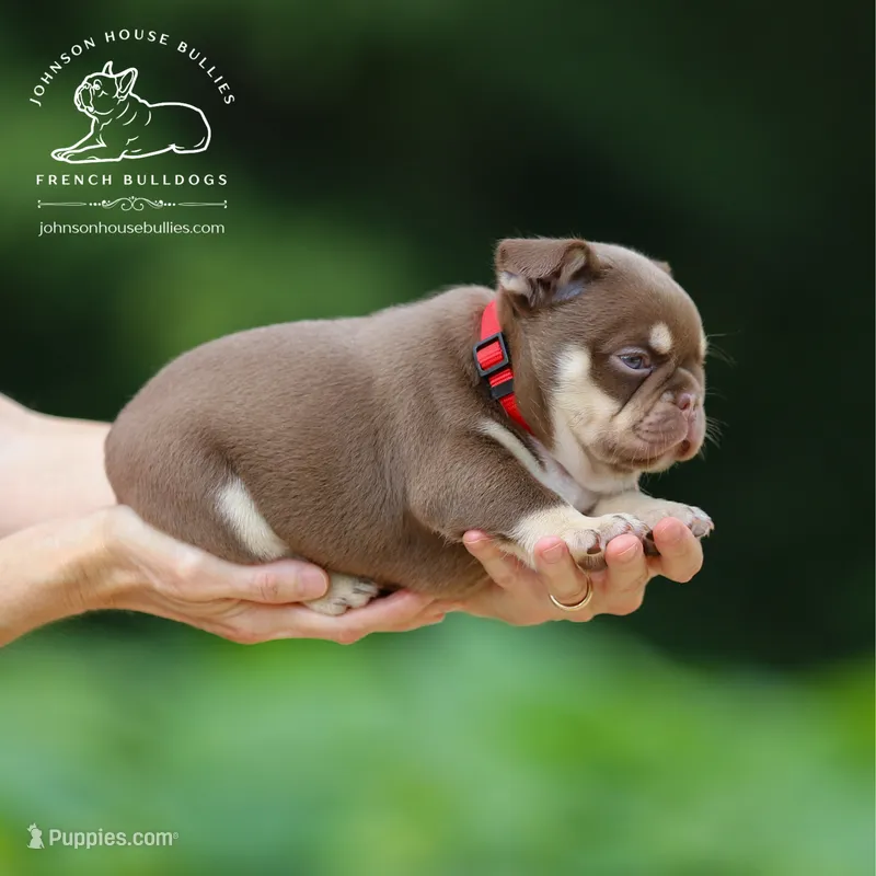 Jerry Newshade Rojo & Tan / Fluffy Carrier Health Clear – French Bulldog puppy for sale in Jackson, TN