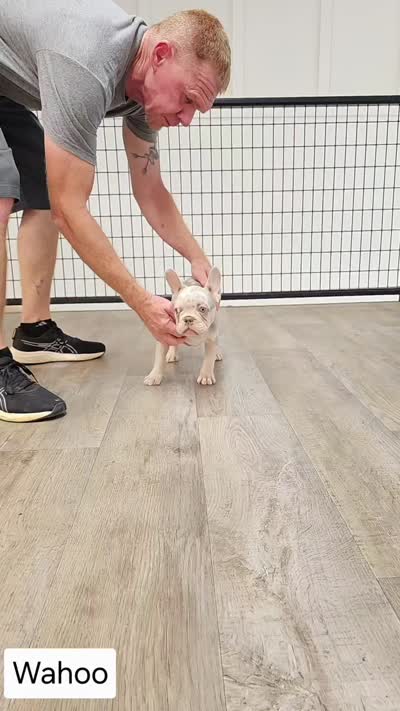 Mr. Wahoo - Newshade Isabella & Tan Merle - Health Clear, a male French Bulldog for sale in Jackson, TN – 5 of 5