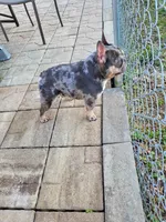 Mr. Dragonfly - Platinum , a male French Bulldog for sale in Jackson, TN – 4 of 4