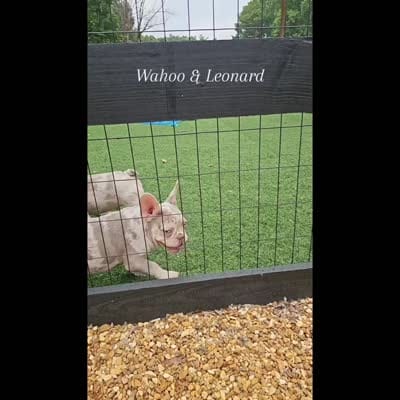 Leonard Newshade Isabella & Tan Merle Health Clear, a male French Bulldog for sale in Jackson, TN – 4 of 4