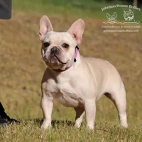 Kombucha Cream Health Clear, a male French Bulldog for sale in Jackson, TN – Photo 3 of 3