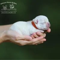 Kombucha Cream Health Clear, a male French Bulldog for sale in Jackson, TN – Photo 1 of 3