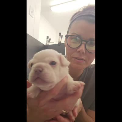 Mr. Dragonfly - Platinum , a male French Bulldog for sale in Jackson, TN – 2 of 5