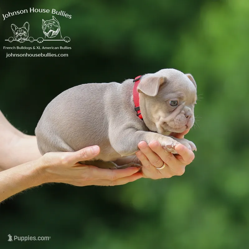 Raj - Isabella and Tan Health Clear – French Bulldog puppy for sale in Jackson, TN