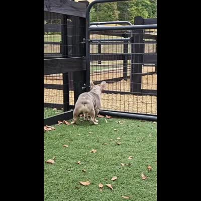 Leonard Newshade Isabella & Tan Merle Financing Available, a male French Bulldog for sale in Jackson, TN – 2 of 5