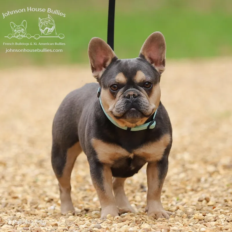 Tootie - Spayed Health Clear – French Bulldog puppy for sale in Jackson, TN
