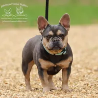 Tootie - Spayed Health Clear, a female French Bulldog for sale in Jackson, TN – Photo 1 of 2