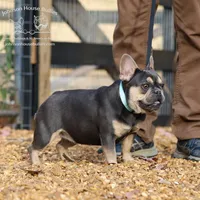 Tootie - Spayed Health Clear, a female French Bulldog for sale in Jackson, TN – Photo 2 of 2
