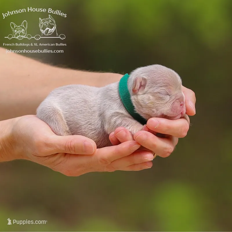 Mr. Mahi - Newshade Isabella & Tan - Health Clear – French Bulldog puppy for sale in Jackson, TN