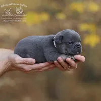 Frosty Lilac & Tan Health Clr, a male French Bulldog for sale in Jackson, TN – Photo 1 of 3