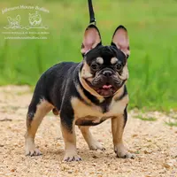 Frosty Lilac & Tan Health Clr, a male French Bulldog for sale in Jackson, TN – Photo 2 of 3