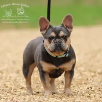 Frosty Lilac & Tan Health Clr, a male French Bulldog for sale in Jackson, TN – Photo 3 of 3
