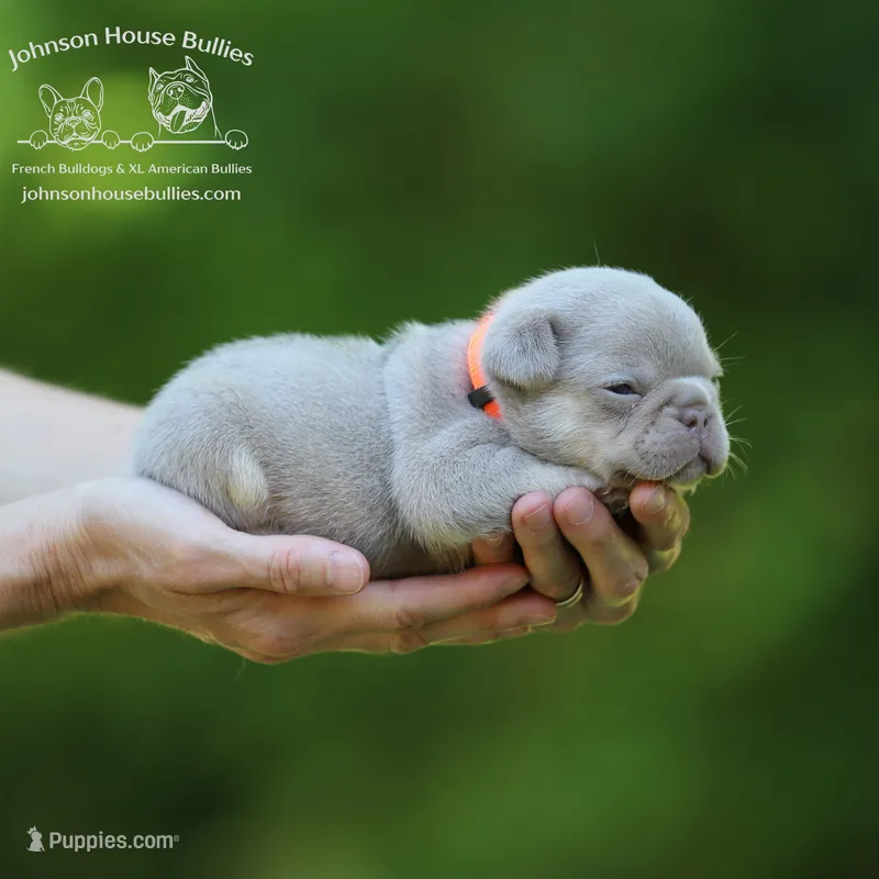 Howard - Newshade Isabella and Tan – French Bulldog puppy for sale in Jackson, TN