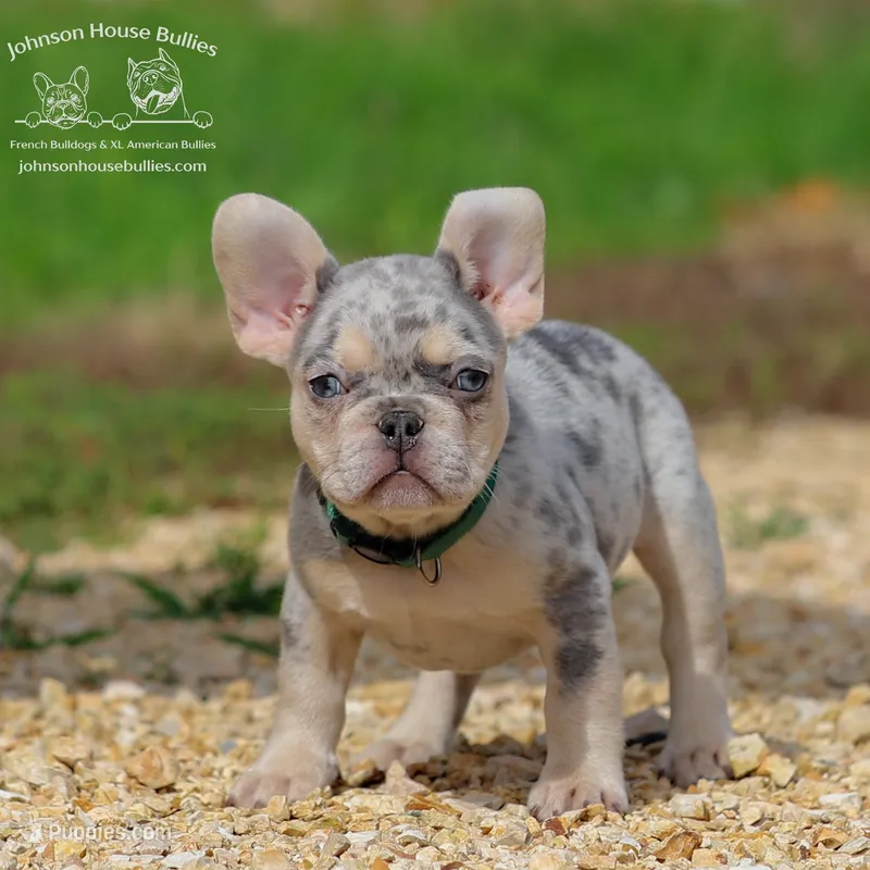 Mr. Ned - Lilac and Tan Merle Health Clear – French Bulldog puppy for sale in Jackson, TN