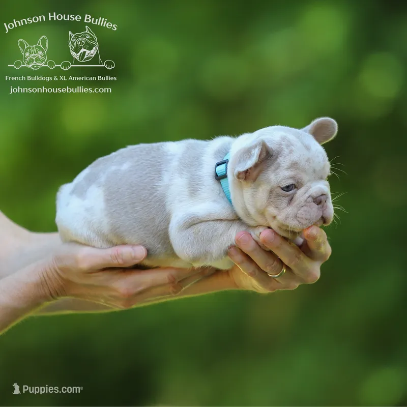 Mr. Wahoo - Newshade Isabella & Tan Merle - Health Clear – French Bulldog puppy for sale in Jackson, TN
