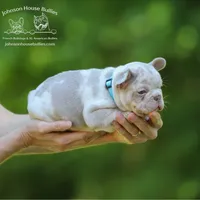 Mr. Wahoo - Newshade Isabella & Tan Merle - Health Clear, a male French Bulldog for sale in Jackson, TN – 1 of 3