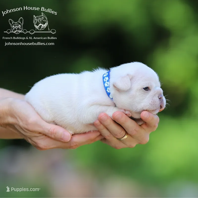 Mr. Dragonfly - Platinum  – French Bulldog puppy for sale in Jackson, TN