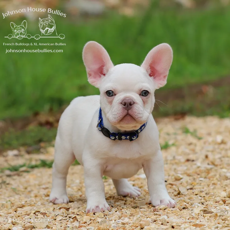 Mr. Dragonfly - Platinum  – French Bulldog puppy for sale in Jackson, TN