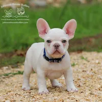 Mr. Dragonfly - Platinum , a male French Bulldog for sale in Jackson, TN – 1 of 5