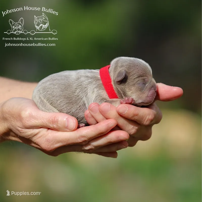 Raj - Isabella and Tan  – French Bulldog puppy for sale in Jackson, TN