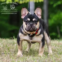 Earl Grey Choco&Tan Health Clr, a male French Bulldog for sale in Jackson, TN – Photo 2 of 3