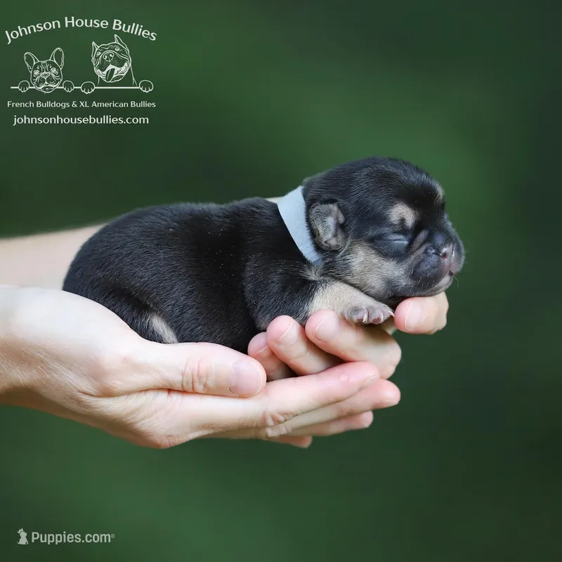 Earl Grey Choco&Tan Health Clr, a male French Bulldog for sale in Jackson, TN – Photo 1 of 3