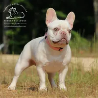 Mr. Ned - Lilac and Tan Merle Health Clear, a male French Bulldog for sale in Jackson, TN – 2 of 3