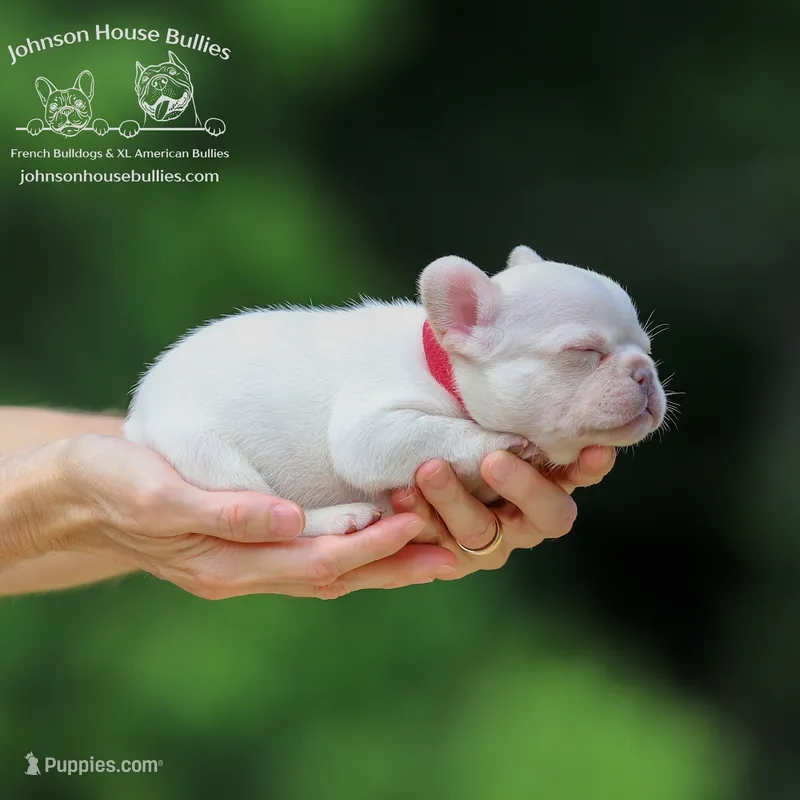 Bart - Platinum - Health Clear – French Bulldog puppy for sale in Jackson, TN