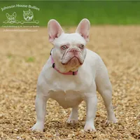 Howard - Newshade Isabella and Tan, a male French Bulldog for sale in Jackson, TN – Photo 3 of 3