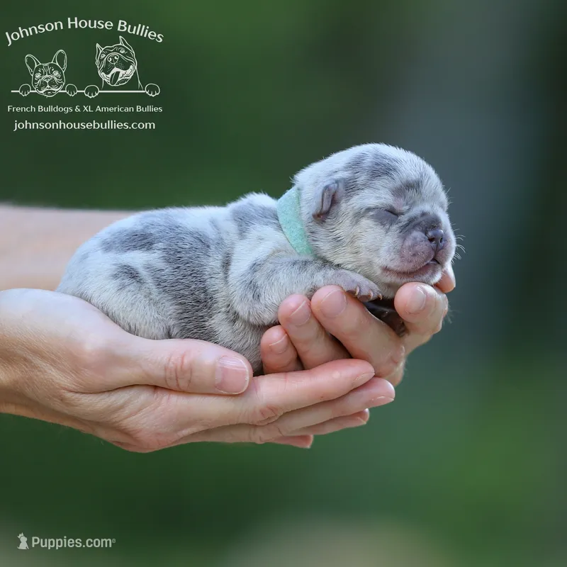 Ms. Marge - Lilac and Tan Merle Health Clear – French Bulldog puppy for sale in Jackson, TN