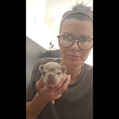 Mr. Firefly - Lilac and Tan Merle Health Clear, a male French Bulldog for sale in Jackson, TN – 4 of 6