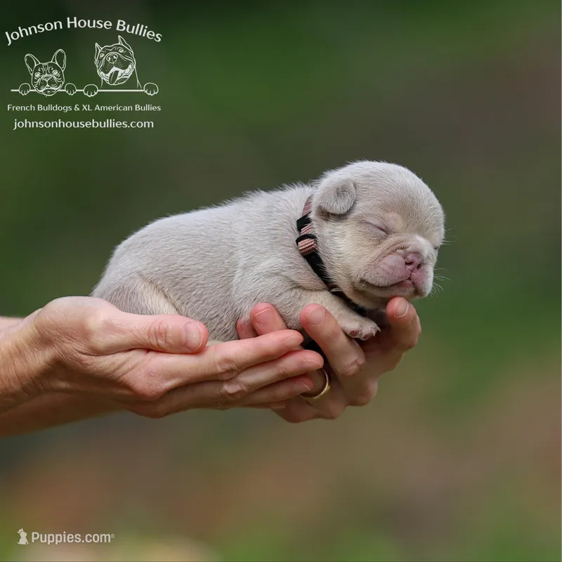 Mr. Cobia - Newshade Isabella & Tan - Health Clear – French Bulldog puppy for sale in Jackson, TN