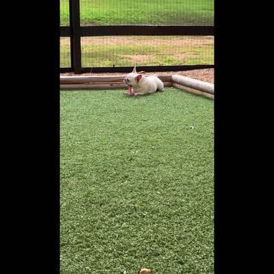 Teapot - Spayed, a female French Bulldog for sale in Jackson, TN – 4 of 6