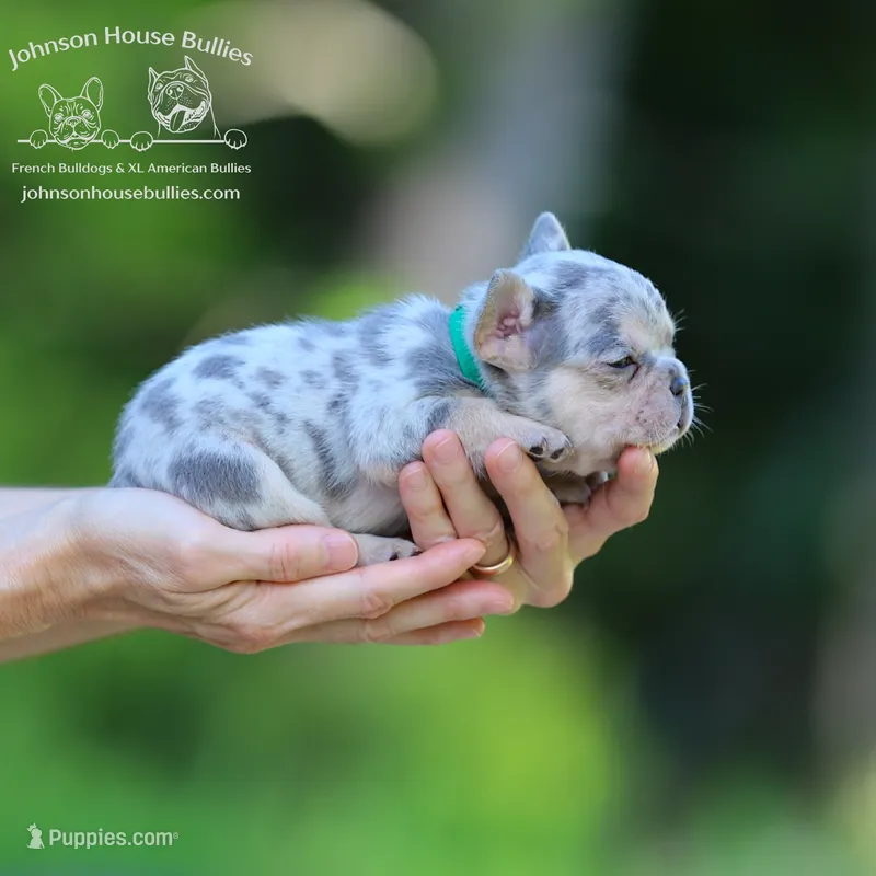 Mr. Ned - Lilac and Tan Merle Health Clear – French Bulldog puppy for sale in Jackson, TN