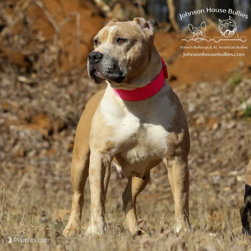 Nya - Spayed/Fixed, a female American Bully for sale in Jackson, TN – Photo 1 of 4