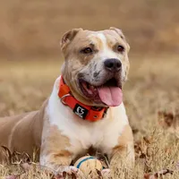 Nya - Spayed/Fixed, a female American Bully for sale in Jackson, TN – Photo 3 of 4