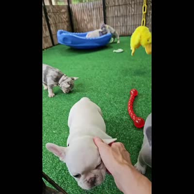 Mr. Firefly - Lilac and Tan Merle Health Clear, a male French Bulldog for sale in Jackson, TN – 6 of 6
