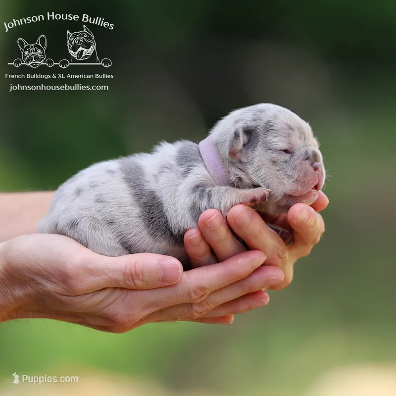 Ms. Butterfly - Lilac and Tan Merle - Health Clear – French Bulldog puppy for sale in Jackson, TN