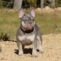 Linda Lilac & Tan w/ testchoco, a female French Bulldog for sale in Jackson, TN – Photo 1 of 3