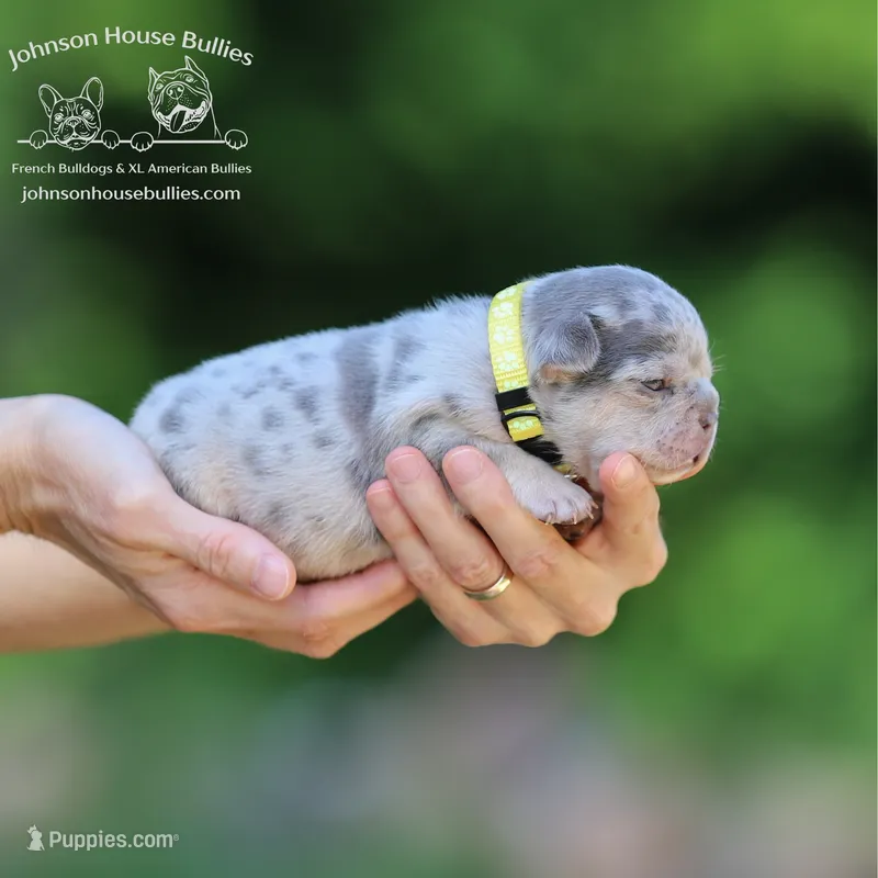 Mr. Firefly - Lilac and Tan Merle Health Clear – French Bulldog puppy for sale in Jackson, TN